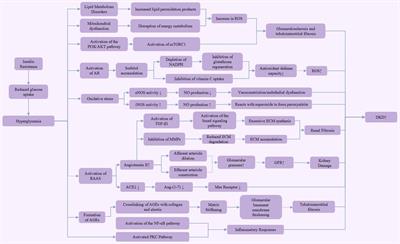 Exercise as a therapeutic approach to alleviate diabetic kidney disease: mechanisms, clinical evidence and potential exercise prescriptions